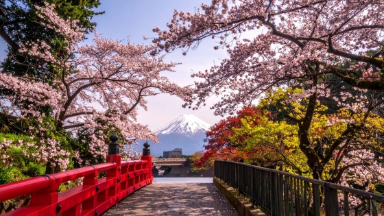 JAPON - FLORACIÓN DE CEREZOS